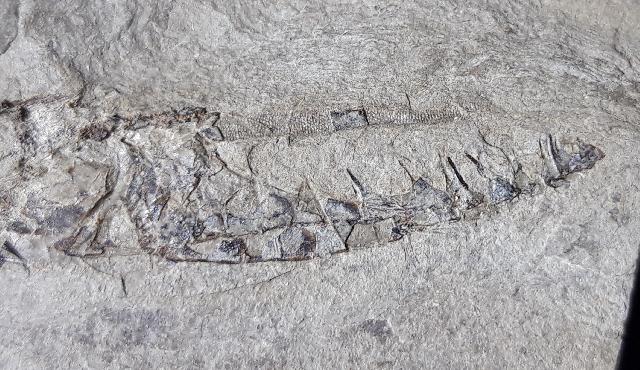 Centricus heinrichi HECKEL 1850 - Bild © FossNet FossilienStore